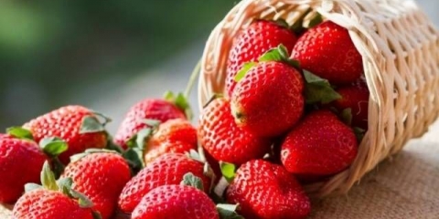 Najbolje jagode za moskovsku regiju: recenzije